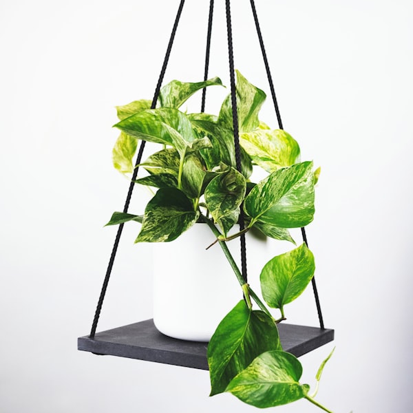 Macrame Plant Hanger