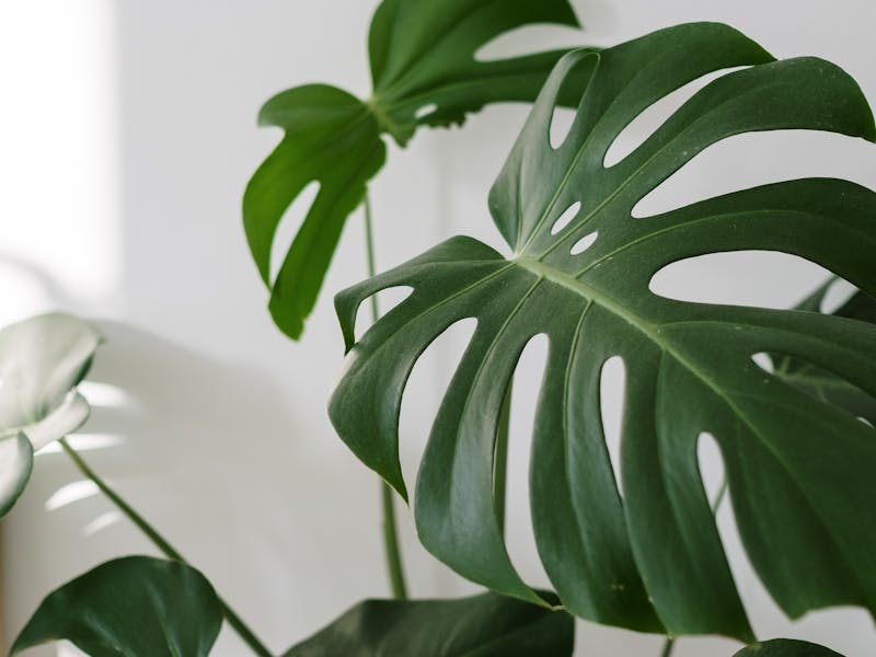 Monstera Deliciosa