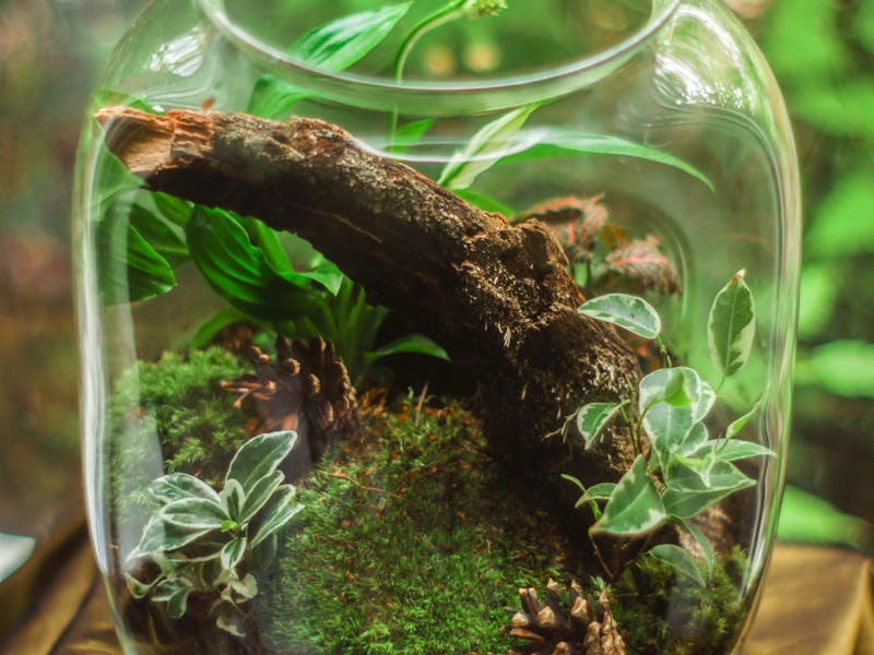 Plant Terrarium